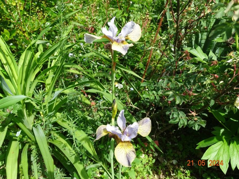  - Irisi 2024 -Dobarland