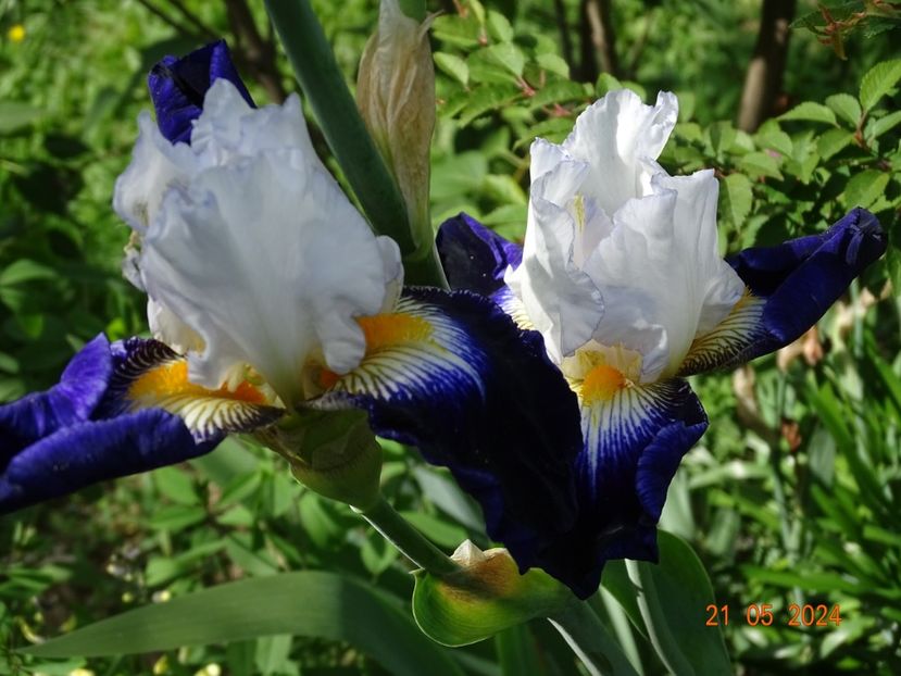  - Irisi 2024 -Dobarland