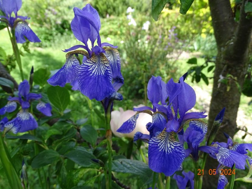  - Irisi 2024 -Dobarland