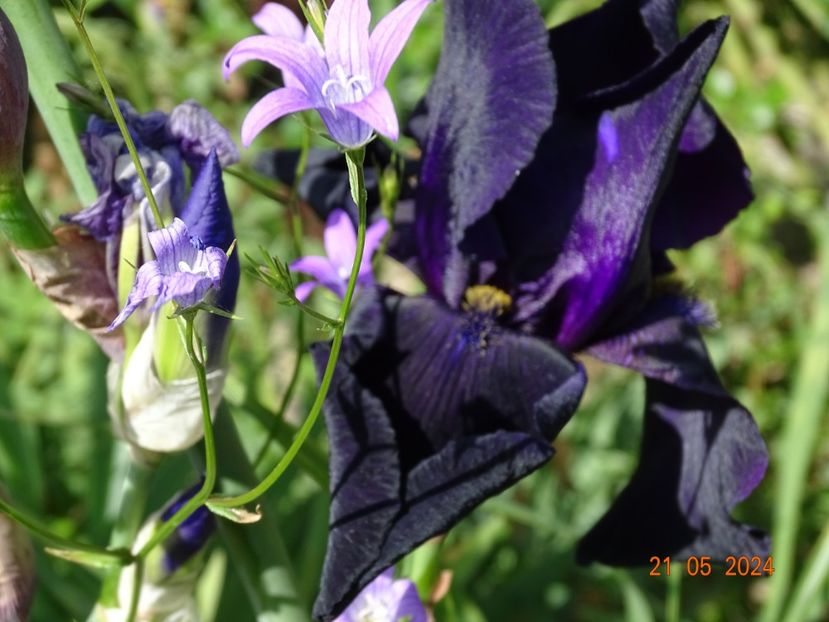  - Irisi 2024 -Dobarland