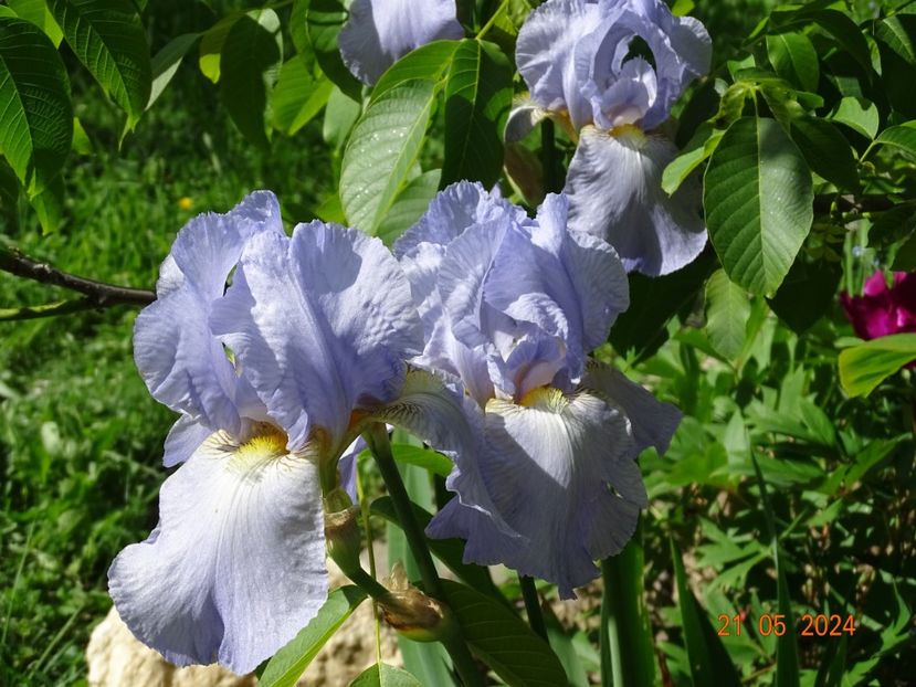  - Irisi 2024 -Dobarland