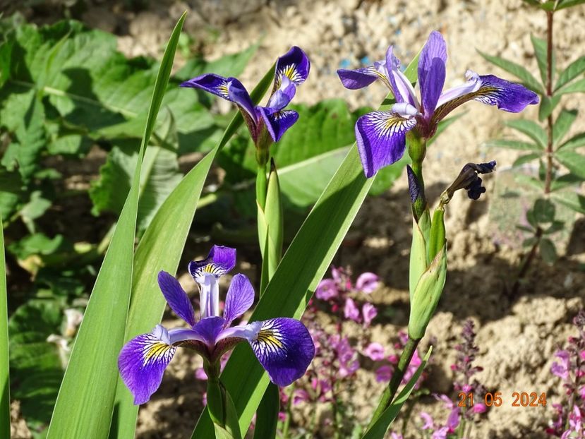  - Irisi 2024 -Dobarland