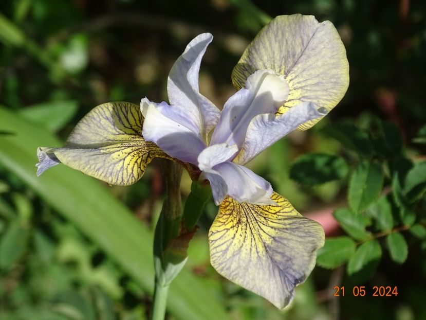  - Irisi 2024 -Dobarland