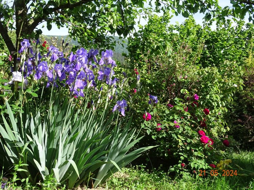  - Irisi 2024 -Dobarland