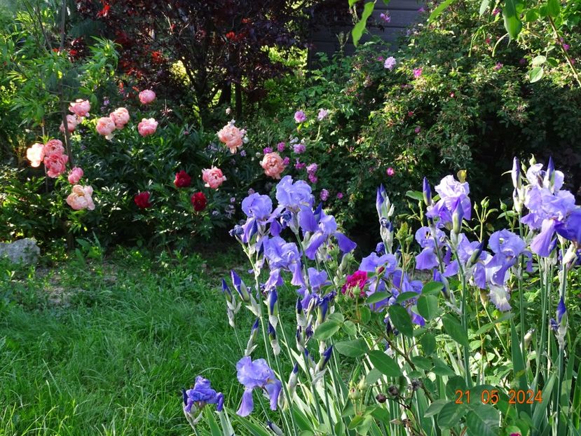  - Irisi 2024 -Dobarland