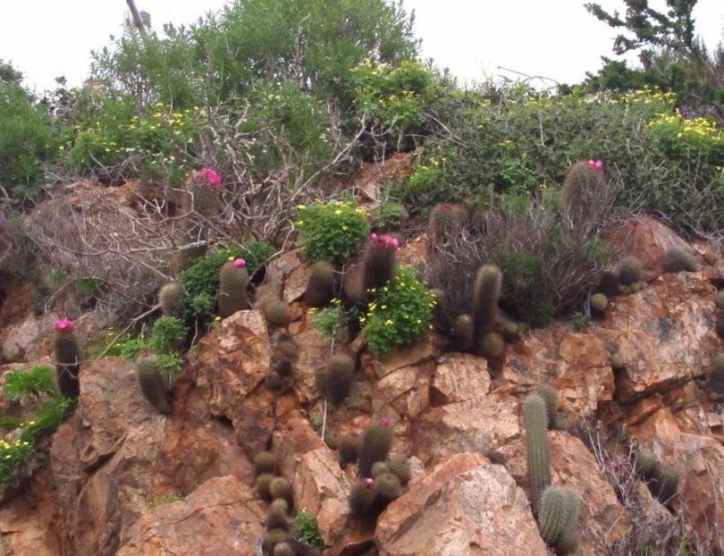  - Eriosyce Subgibbosa