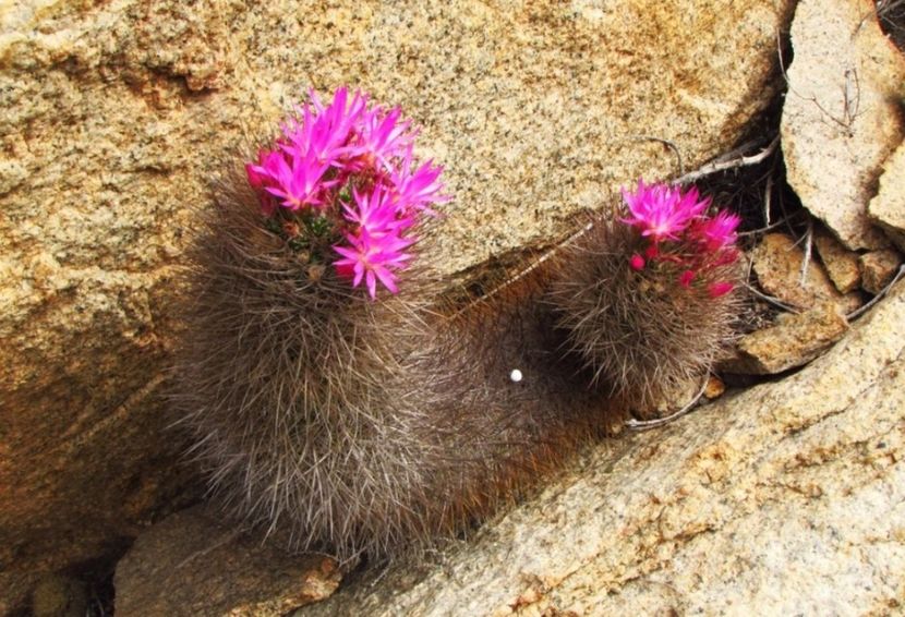  - Eriosyce Subgibbosa