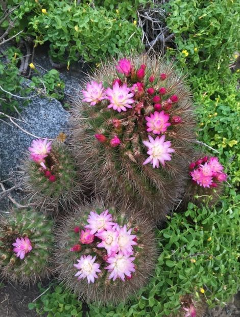  - Eriosyce Subgibbosa