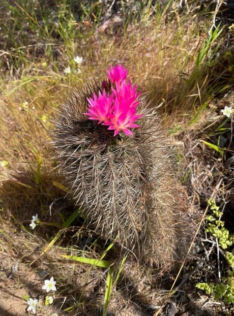  - Eriosyce Subgibbosa