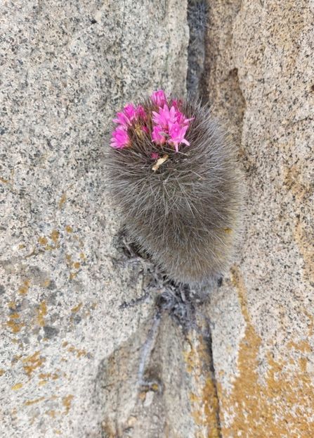  - Eriosyce Subgibbosa