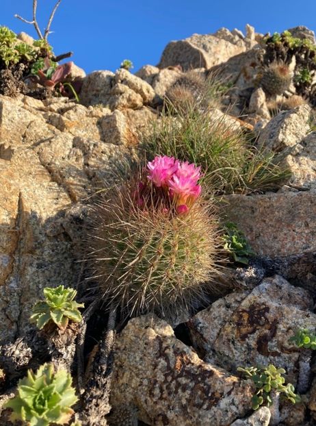  - Eriosyce Subgibbosa