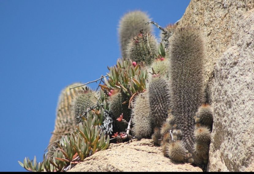  - Eriosyce Subgibbosa