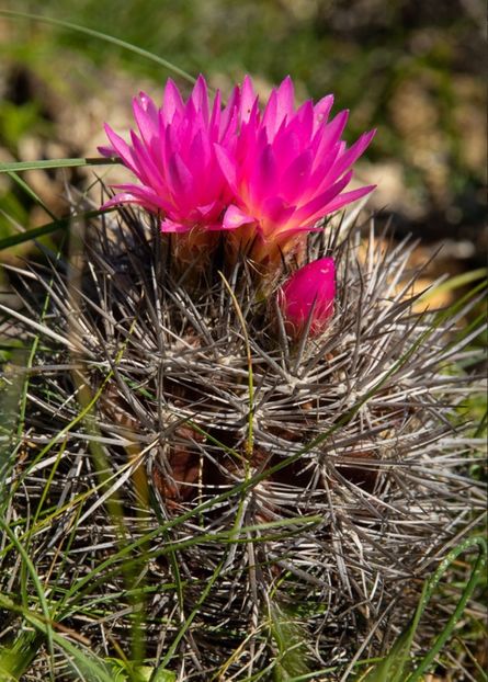  - Eriosyce Subgibbosa