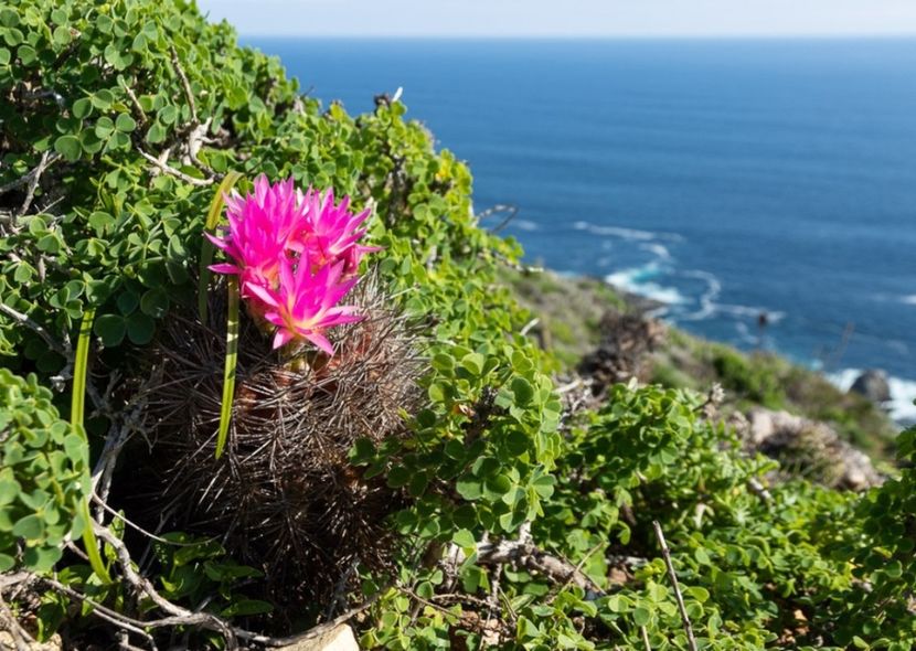  - Eriosyce Subgibbosa