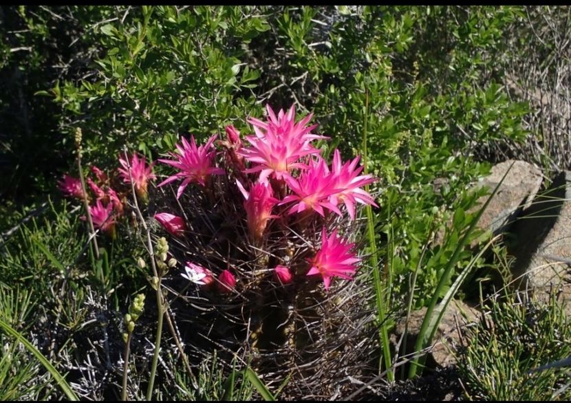  - Eriosyce Subgibbosa