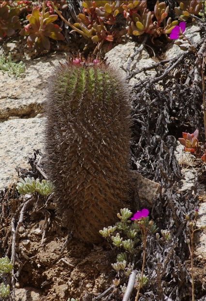  - Eriosyce Subgibbosa