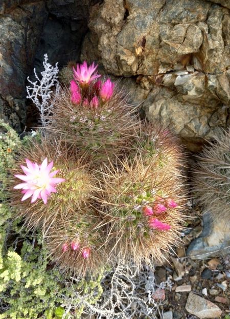  - Eriosyce Subgibbosa