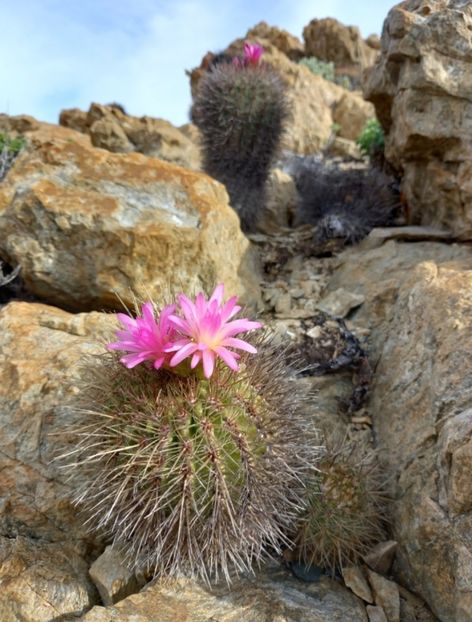  - Eriosyce Subgibbosa