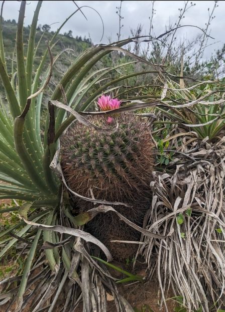  - Eriosyce Subgibbosa