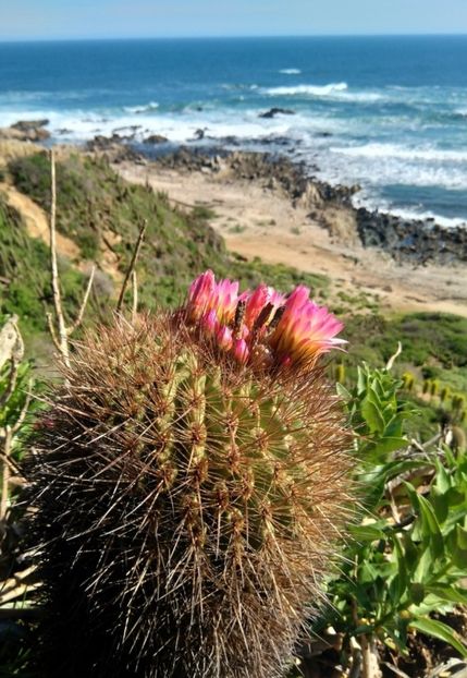  - Eriosyce Subgibbosa