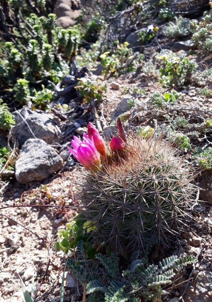  - Eriosyce Subgibbosa