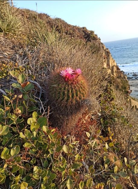  - Eriosyce Subgibbosa