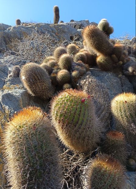  - Eriosyce Subgibbosa