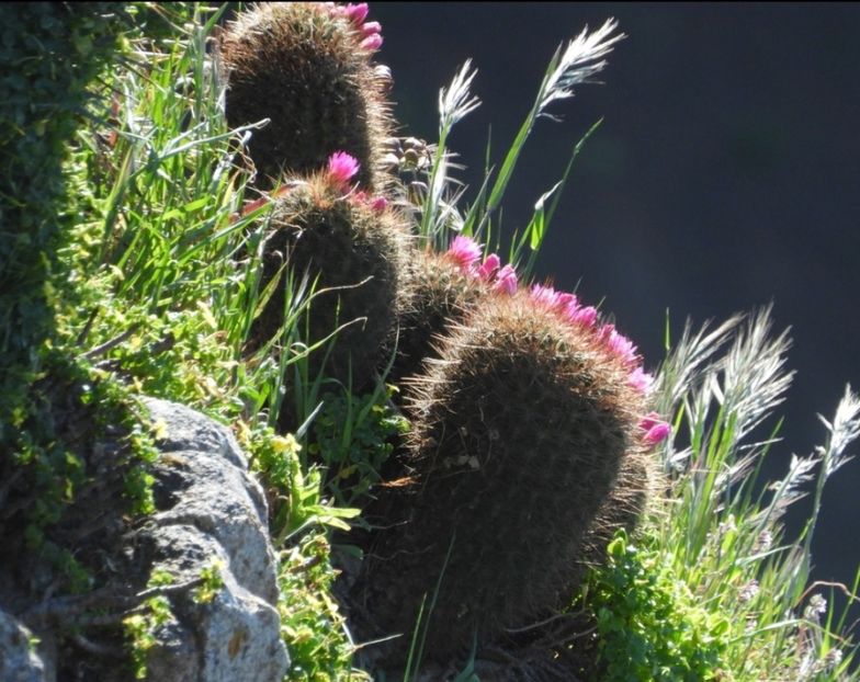  - Eriosyce Subgibbosa