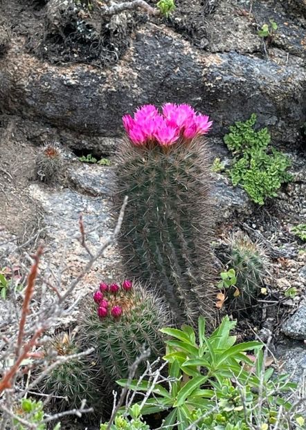  - Eriosyce Subgibbosa