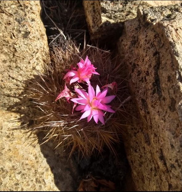  - Eriosyce Subgibbosa