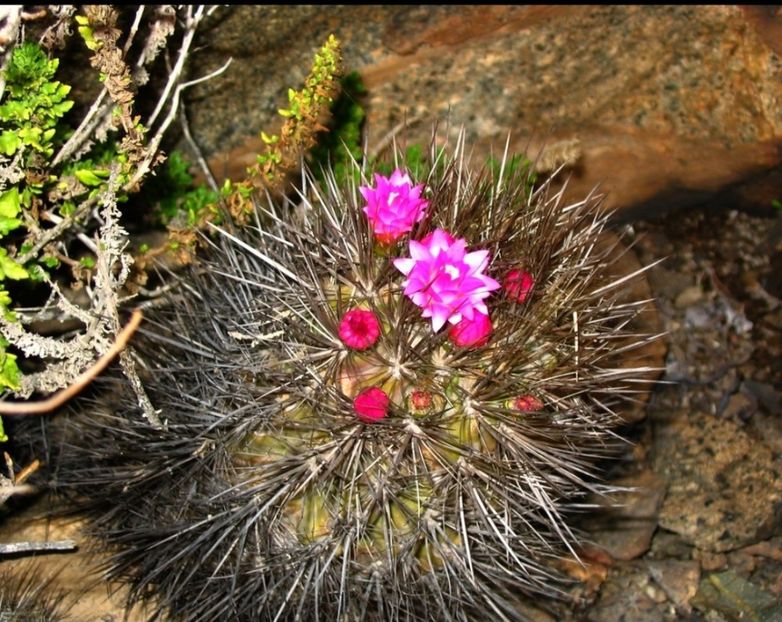  - Eriosyce Subgibbosa