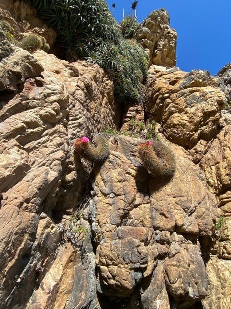  - Eriosyce Subgibbosa