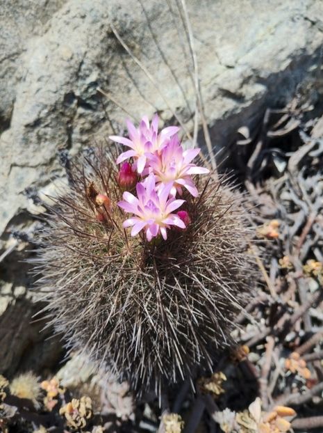  - Eriosyce Subgibbosa