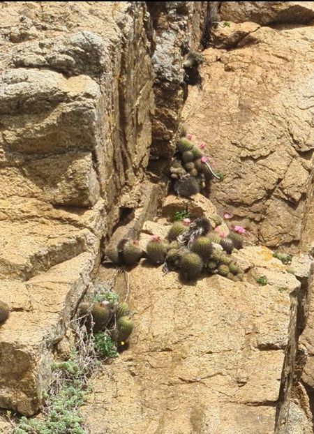  - Eriosyce Subgibbosa