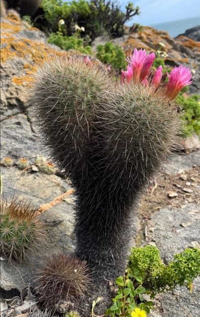  - Eriosyce Subgibbosa