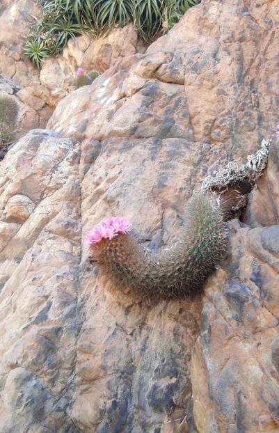  - Eriosyce Subgibbosa