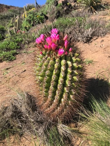  - Eriosyce Subgibbosa