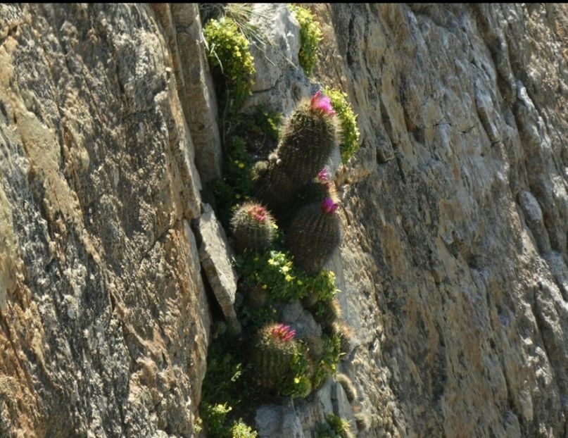  - Eriosyce Subgibbosa