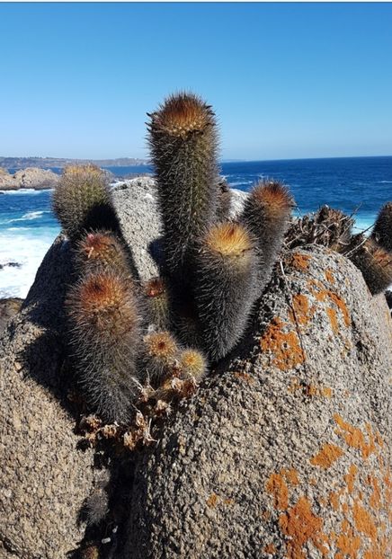  - Eriosyce Subgibbosa