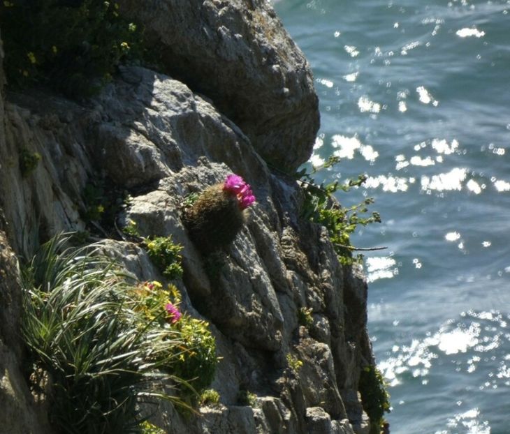  - Eriosyce Subgibbosa