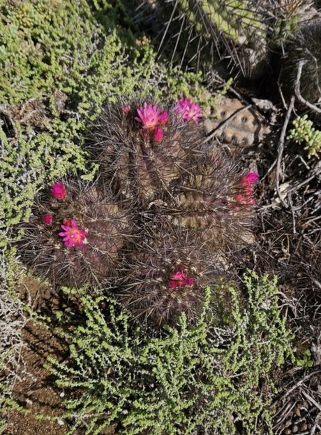  - Eriosyce Subgibbosa