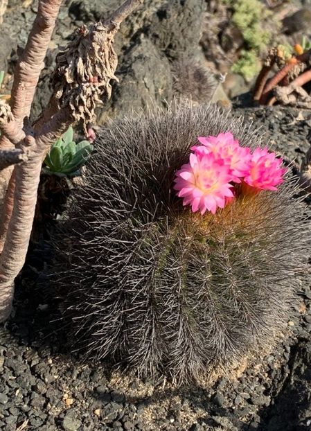  - Eriosyce Subgibbosa