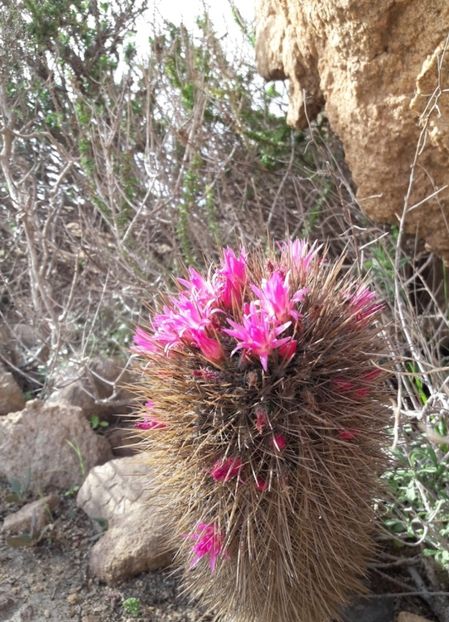  - Eriosyce Subgibbosa