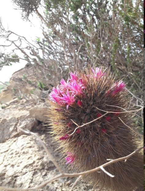  - Eriosyce Subgibbosa