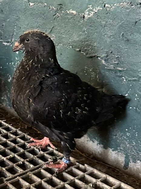 CF957D9F-725E-43F7-9921-78AAA2D3402D - TINERET2024