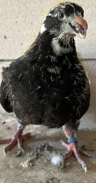 BB5DABAB-59B1-4A4B-9E03-7E40AAF59DA5 - TINERET2024