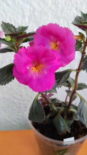 - 2024-BriD s Pink Lily