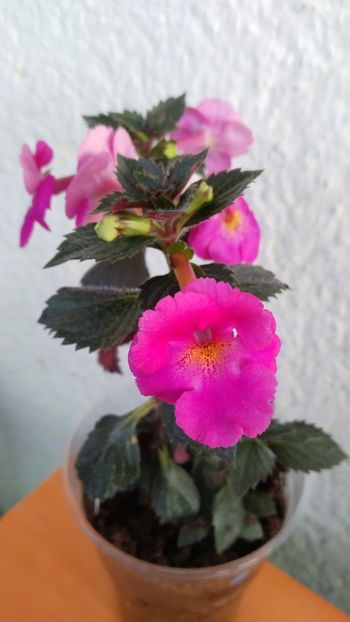  - 2024-BriD s Pink Lily