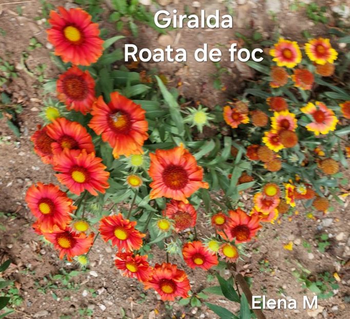  - 2024 - Grădinița de la bloc