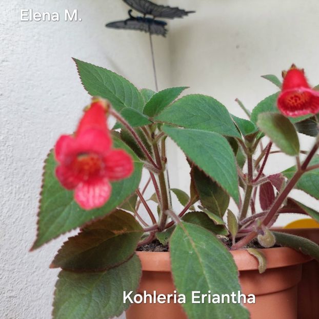  - 2024-Kohleria